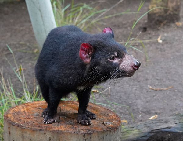 Tasmanian devil...