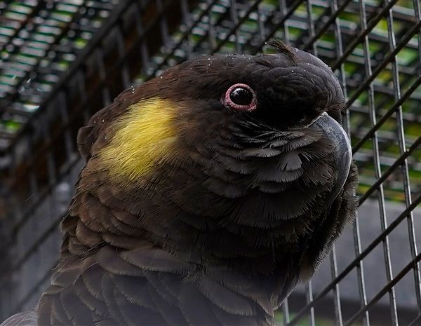 Yellow Tailed Cockatoo...