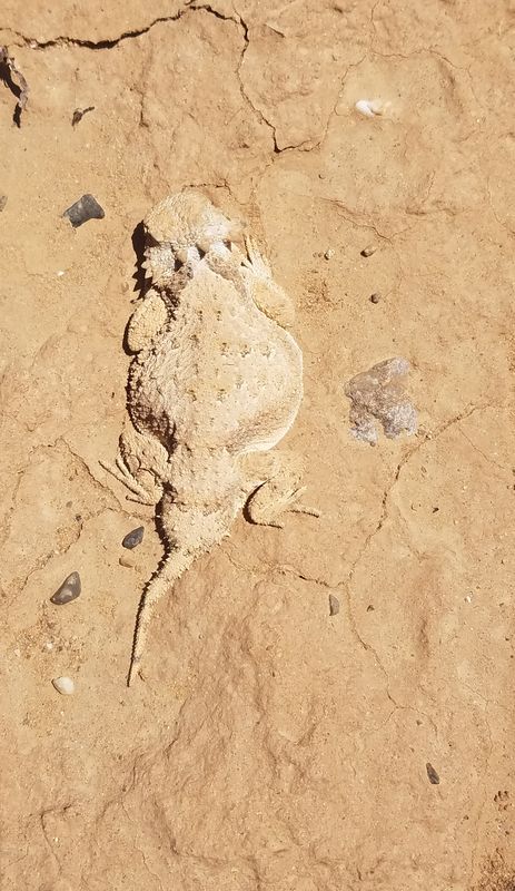 Found a Roundtail Horned Lizard during a desert hi...
