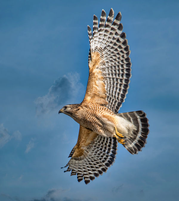 Hawk/Kingfisher/Osprey/Great Egret: Few Birds in Flight...Downloads are ...