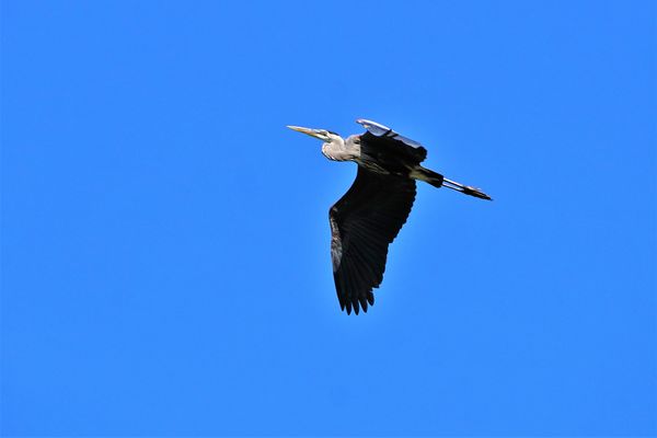 Great Blue Heron heading out for a day of fishing...