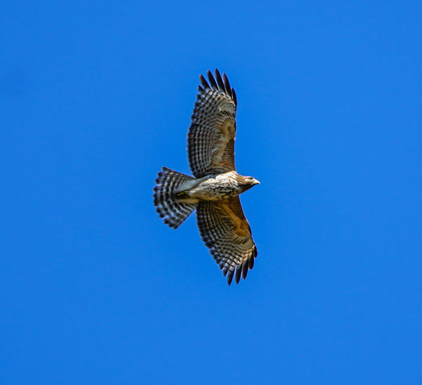 Red shouldered hawk on the wing...