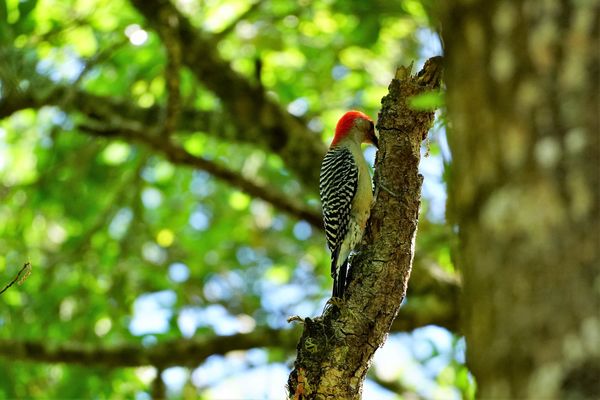 Red Bellied woodpecker...