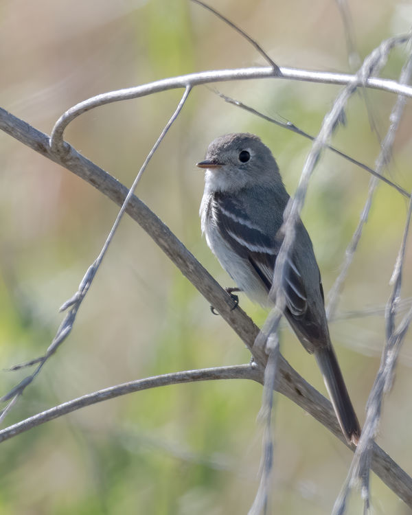 Pacific-Slope Flycatcher...