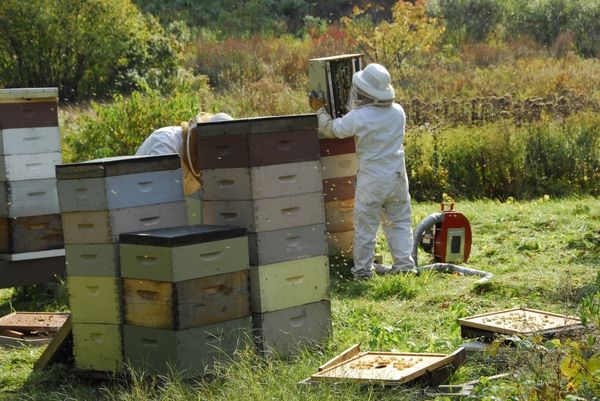This is not me. It's a professional beekeeper...