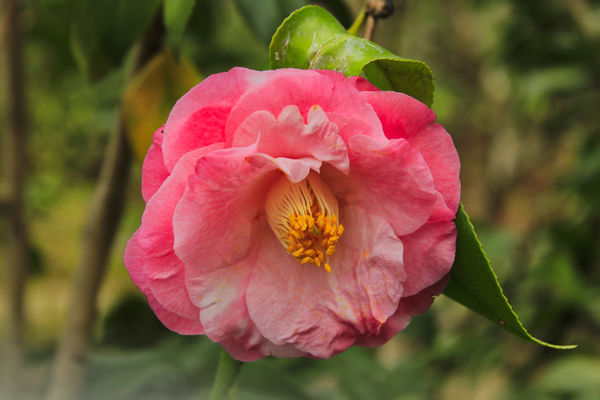 Japanese Camellia...