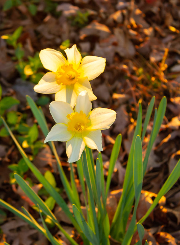 Backlit Daffodils...