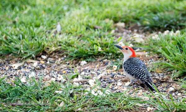 Red Bellied Woodpecker (one of my favorites)...