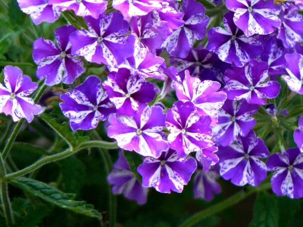 Purple Star Verbena...