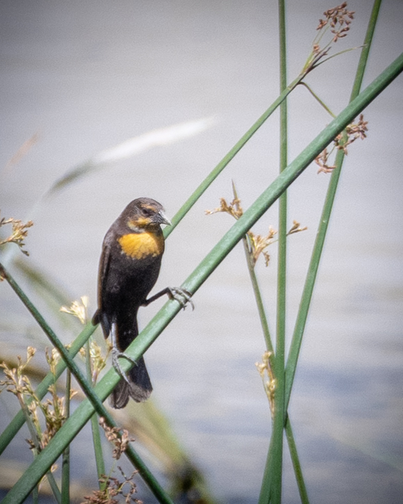 Female Yellow-headed Blackbird...