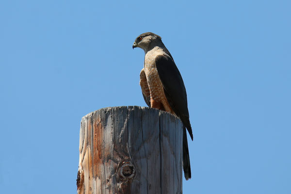 Coopers or sharp shinned hawk on power pole...