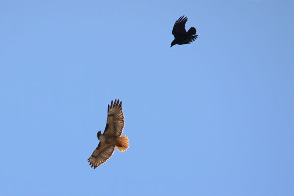 Crow dive bombing a red tail hawk...