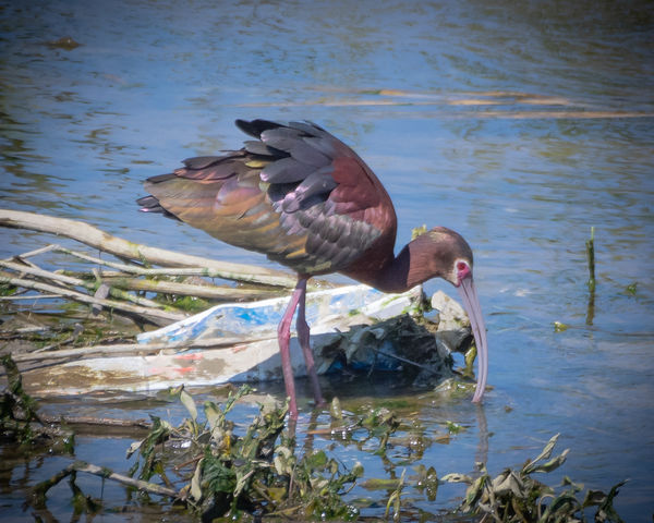 White-faced Ibis showing its white face...