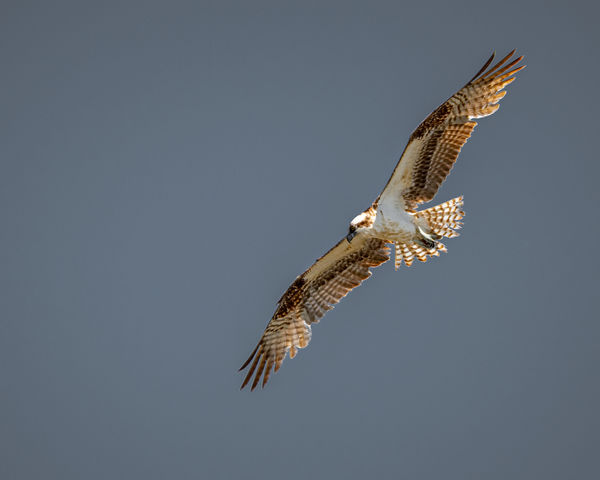 Osprey soaring in search of prey...
