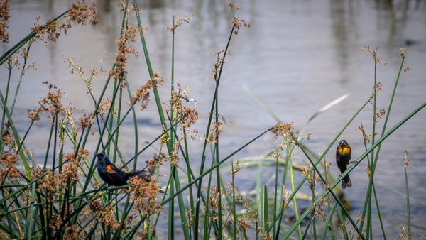Blackbirds in the Bulrushes:  Red-winged and Yello...