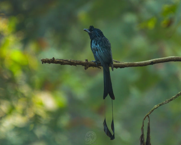 Greater Racket Tail Drongo...