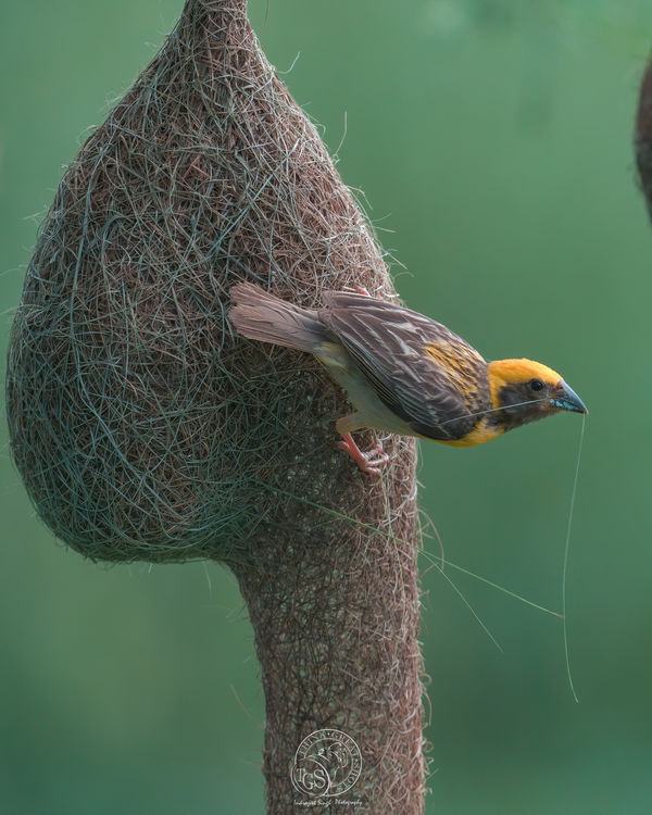 Baya Weaver Bird - Male...