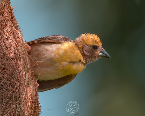 Baya Weaver Bird - Female...
