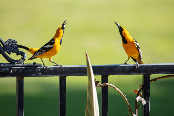 male Hooded Orioles dominance question.The feeder ...
