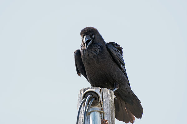 The Common Raven, always amusing....