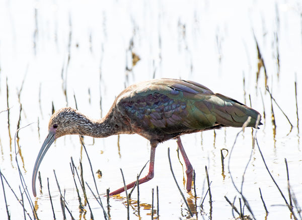 Lots of White-faced Ibis, faces just starting to t...