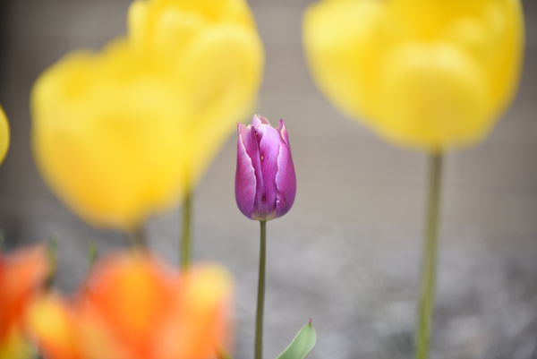 “Lonely tulip bud ready to explode”...