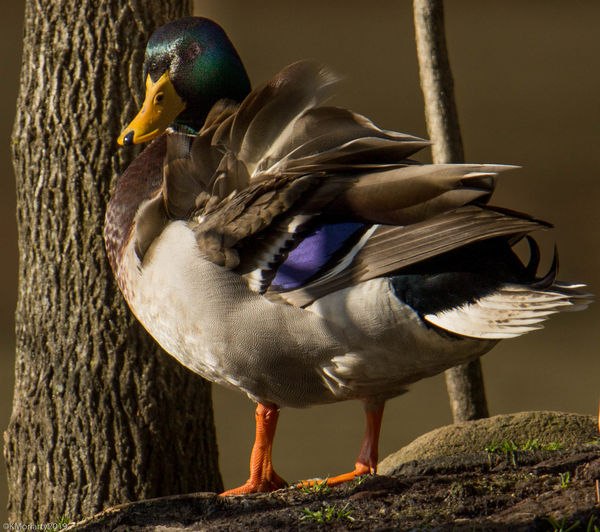 Mallard Duck...