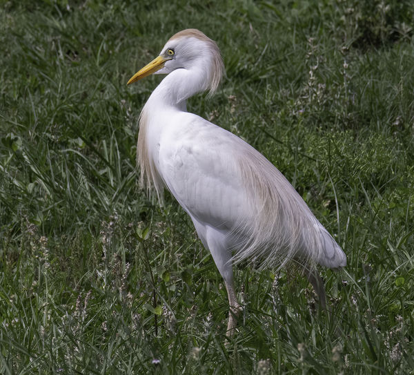 Cattle Egret (breeding plumage)...