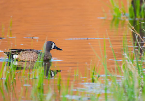 Blue Winged Teal...