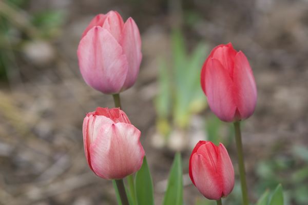 Group of tulips...
