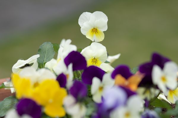 Pansy group...