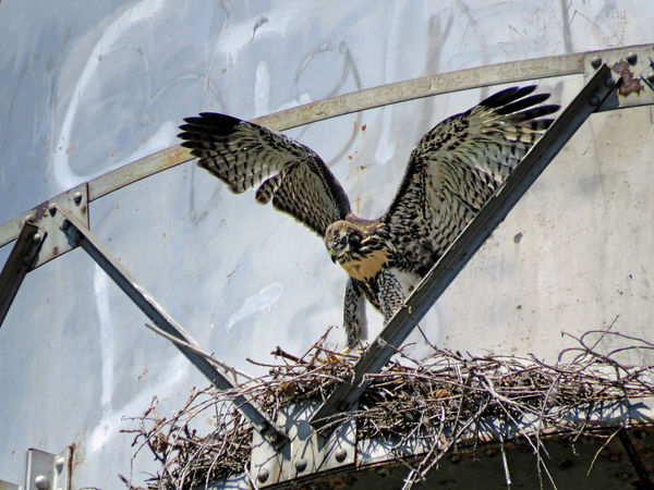 3. A fascinating discovery: redtail hawk nest on a...
