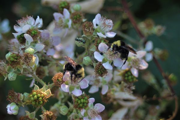 Himalayan Blackberry Blossoms with Bees...