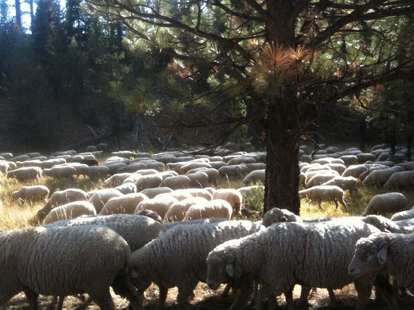 Herd of Sheep...