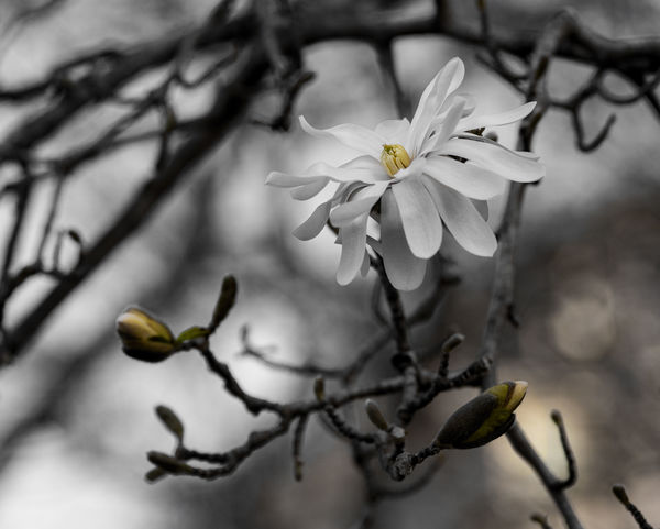 Star Magnolia, took out all but the yellow....