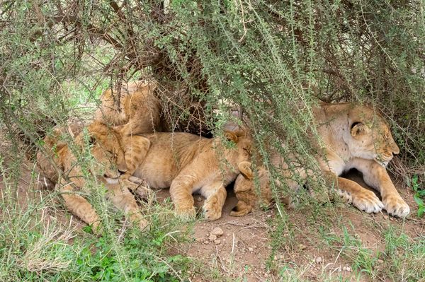 ...her sister and their cubs catch a little shade ...