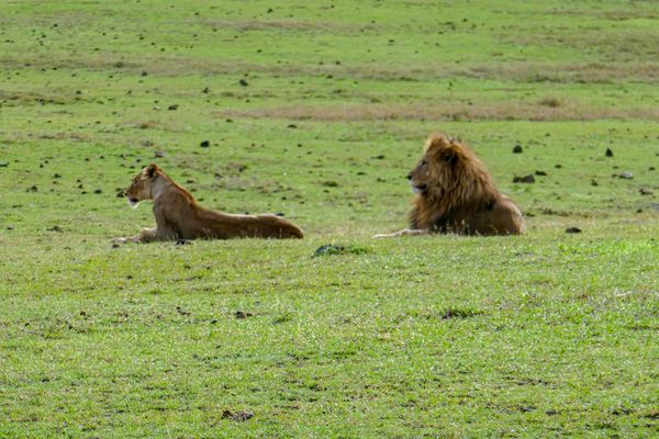 Ngorongoro - a couple on their "honeymoon"...