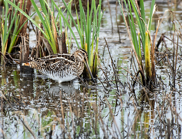 Wilson's Snipe, difficult to find...