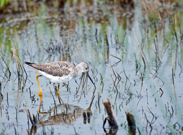 Greater Yellowlegs, very common right now...