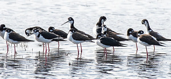 Black-necked Stilts, very social birds...