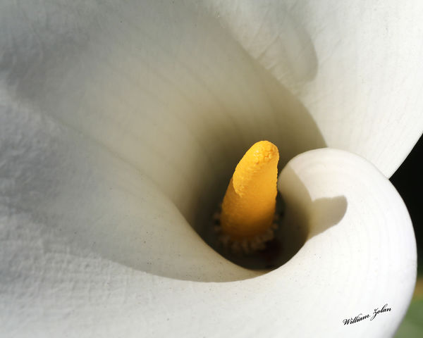 Looking inside a lily...