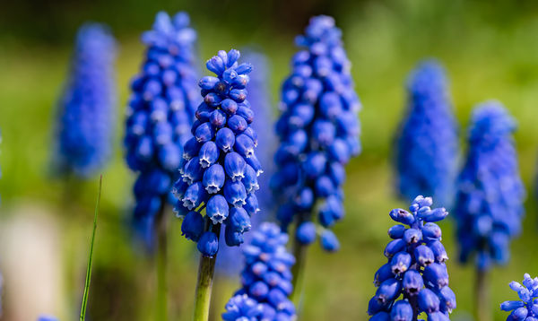Blue Flower - 1/400, f/9, ISO 160...