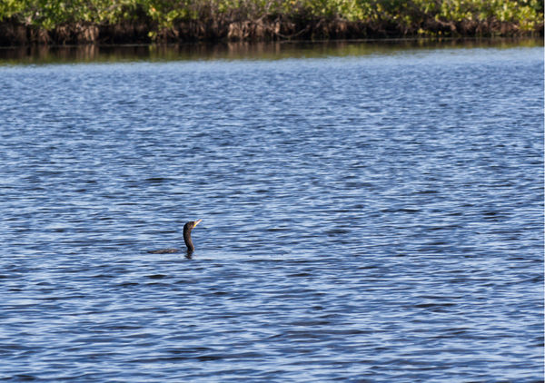The only Cormorant I saw!...