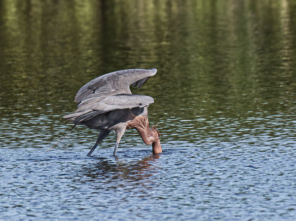 Typical pose of a Reddish Egret, pretending to be ...
