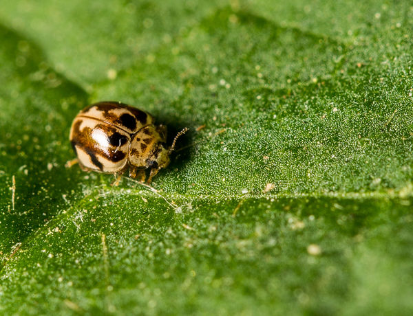Twenty-Spotted Lady Beetle (Psyllobora vigintimacu...