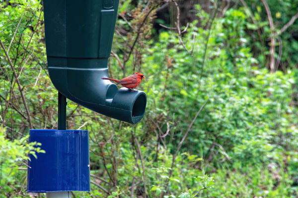Cardinal on feeder...