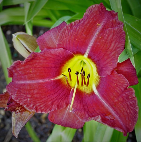 Day Lilly...