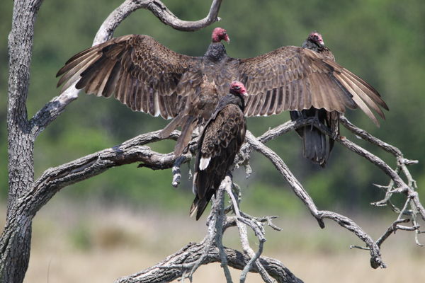 Turkey Vultures...