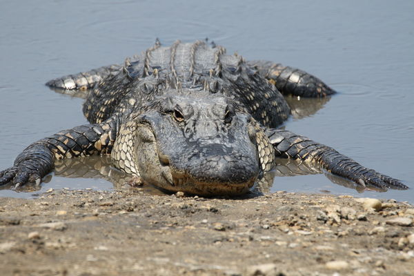 Alligator (or Croc)...