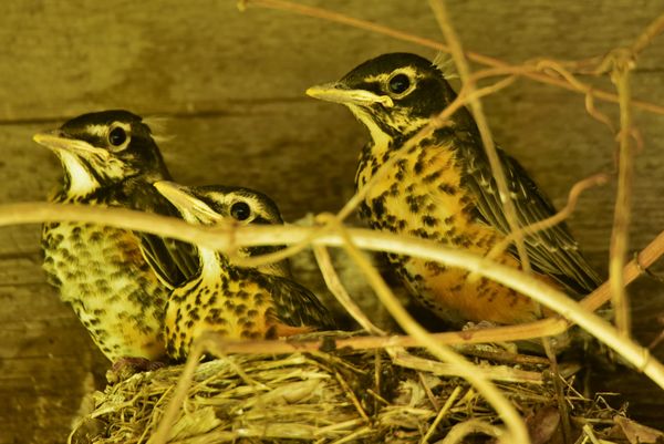 Young Robins ready to leave the nest...